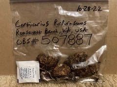 Thaxterogaster purpurascens