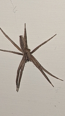 Pisaurina dubia