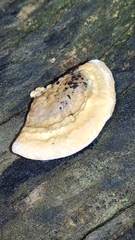 Trametes cubensis