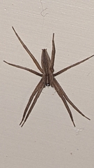 Pisaurina dubia