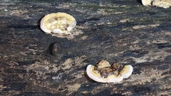 Trametes cubensis