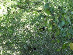 Cassiculus melanicterus