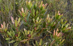 Leucadendron gandogeri