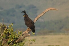 Lophaetus occipitalis