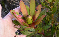 Leucadendron gandogeri