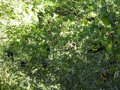 Cassiculus melanicterus