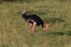 Struthio camelus massaicus