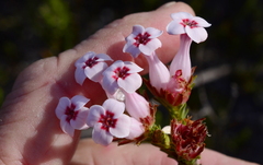 Erica ampullacea