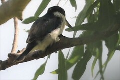 Todiramphus macleayii