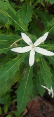 Hippobroma longiflora
