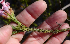 Erica ampullacea