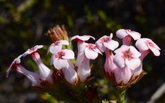 Erica ampullacea