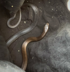 Pseudonaja affinis affinis