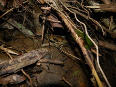 Trachycephalus typhonius