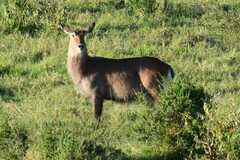 Kobus ellipsiprymnus defassa