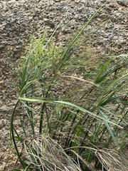 Cyperus leptocladus