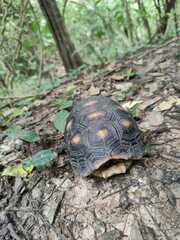 Chelonoidis carbonarius