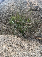 Cyperus leptocladus