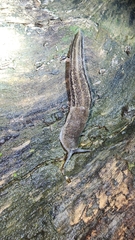 Urocyclus kirkii
