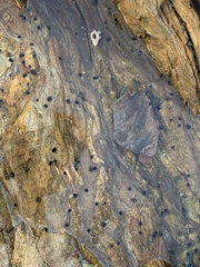 Littorina subrotundata
