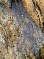 Littorina subrotundata