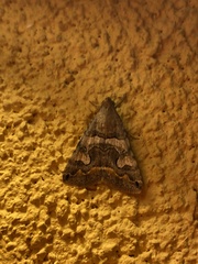 Melipotis perpendicularis