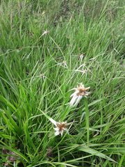 Rhynchospora latifolia
