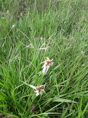 Rhynchospora latifolia