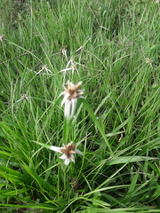 Rhynchospora latifolia
