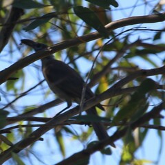 Philemon citreogularis