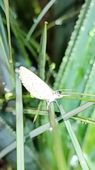 Zizeeria knysna knysna