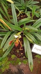 Paphiopedilum