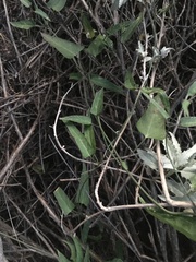 Funastrum heterophyllum