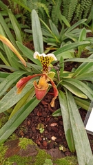 Paphiopedilum