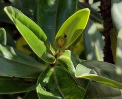 Diaea ambara