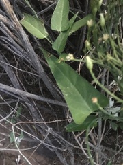 Funastrum heterophyllum