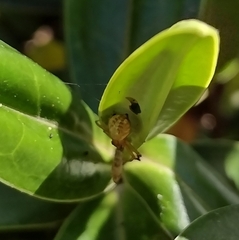 Diaea ambara