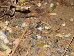 Bothrops asper