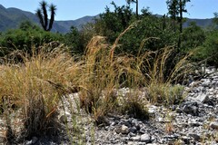 Heteropogon contortus
