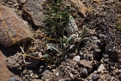 Phoenicaulis cheiranthoides