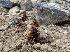 Kopsiopsis strobilacea