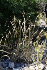Bouteloua curtipendula