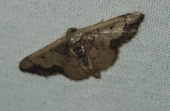 Idaea kendallaria