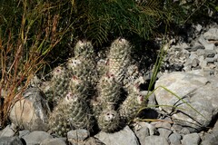 Coryphantha durangensis
