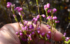 Erica rhopalantha