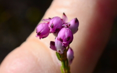 Erica rhopalantha