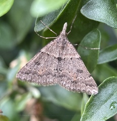 Dichromodes mesogonia