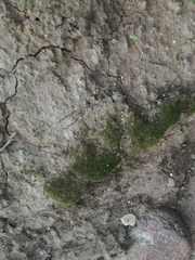 Dicranella heteromalla