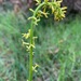 Yellow Stackhousia - Photo (c) SBERRY, some rights reserved (CC BY-NC), uploaded by SBERRY