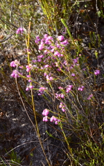 Erica rhopalantha